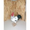 Poule decorative