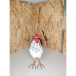 Poule decorative